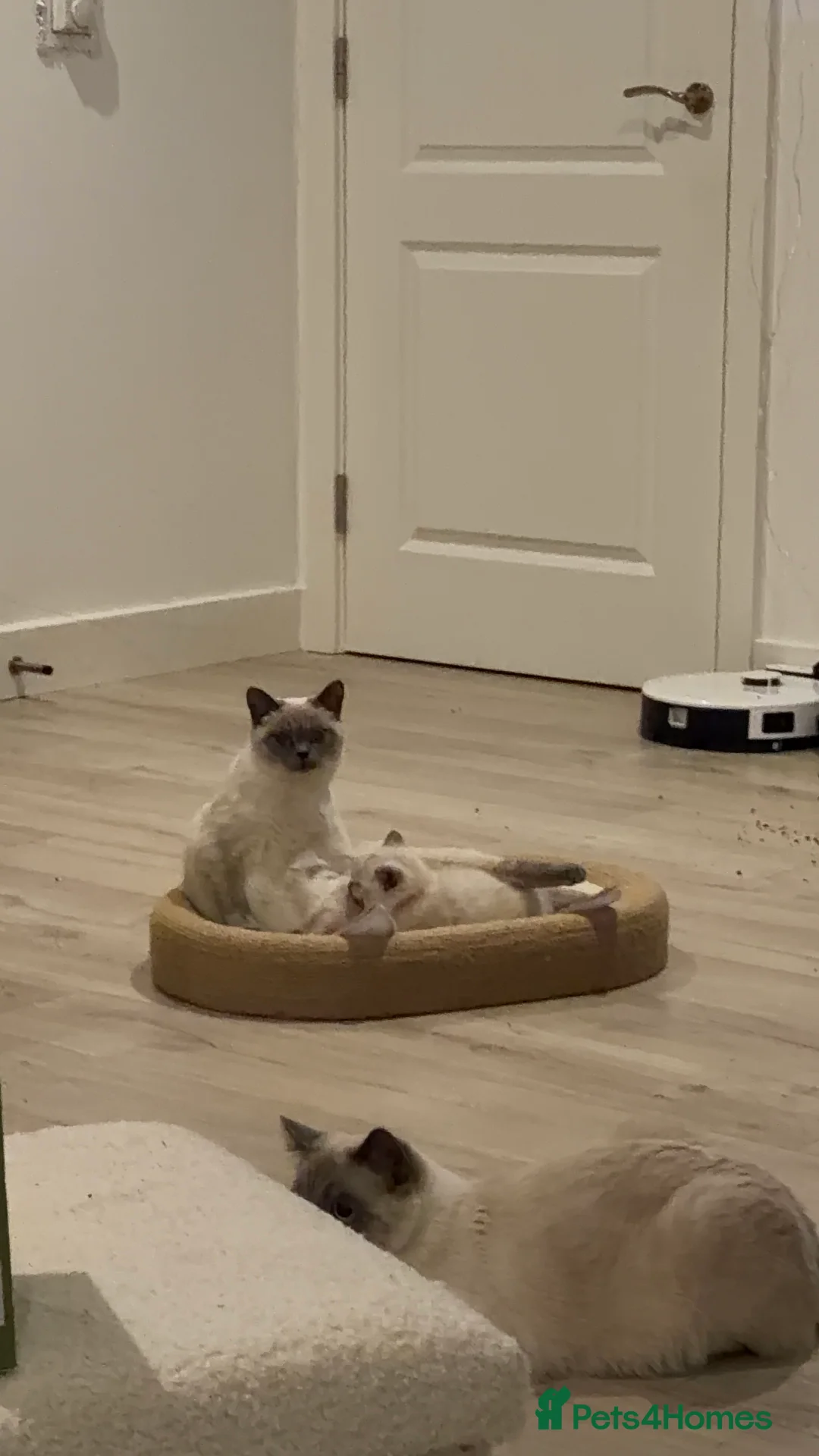 Mixed Breed cats for sale: Beautiful Ragdoll x BSH Kittens – 4 Available - Advert 7