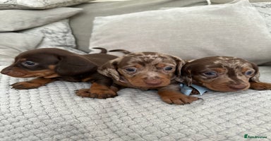 Dachshund dogs - Advert 2