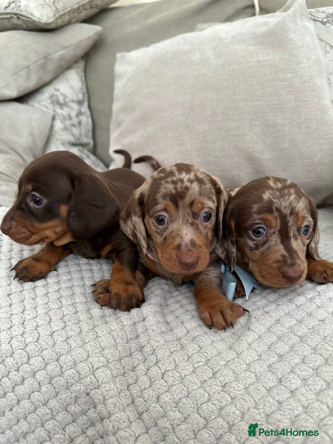 Dachshund dogs for sale: Minnature Long Haired Dachshund puppies  - Image 2