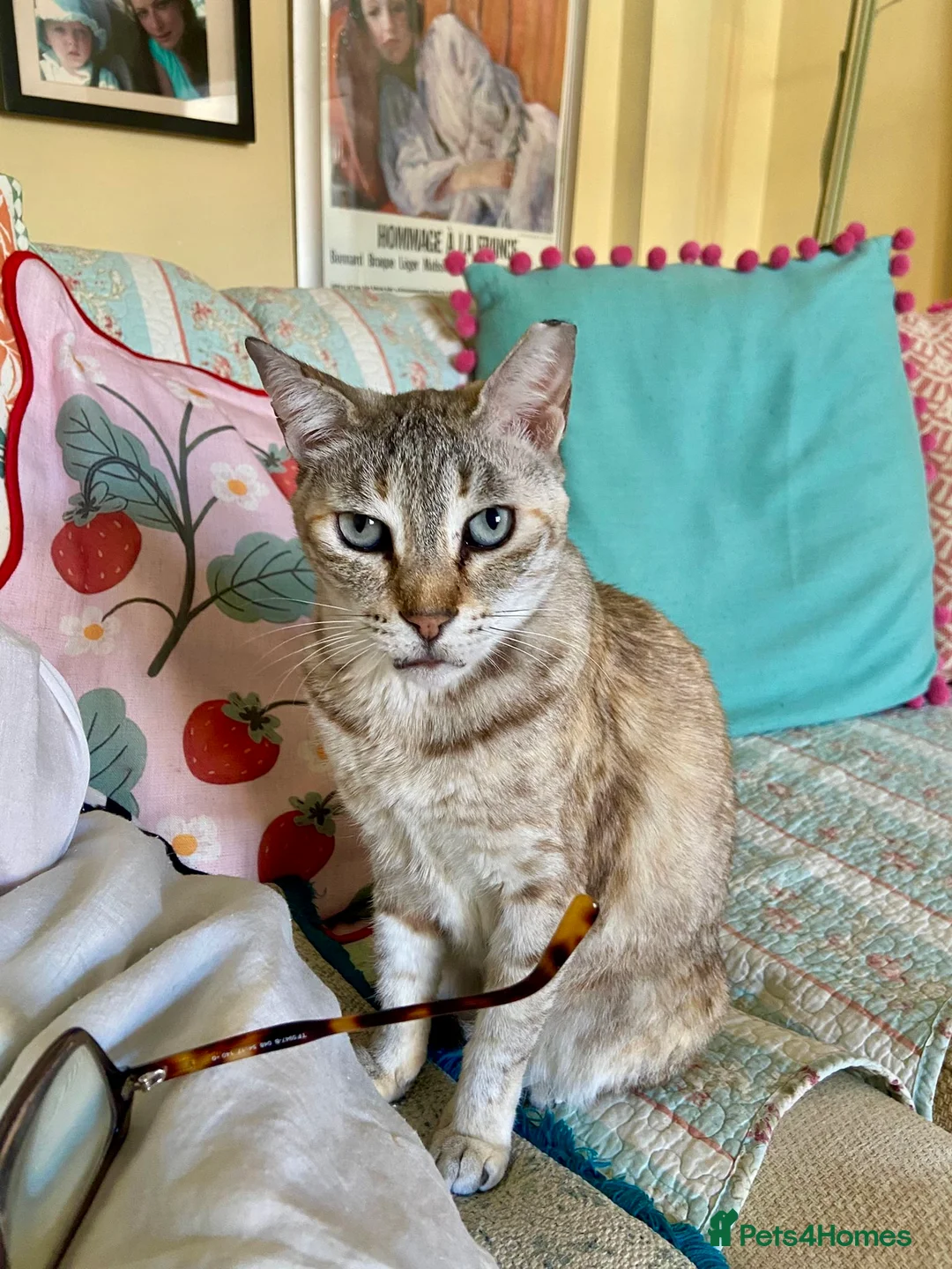 Mixed Breed cats for adoption: Gentle Senior Indoor Cat Needs Loving Home - Advert 1