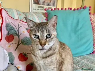 Mixed Breed cats Gentle Senior Indoor Cat Needs Loving Home - Advert 1