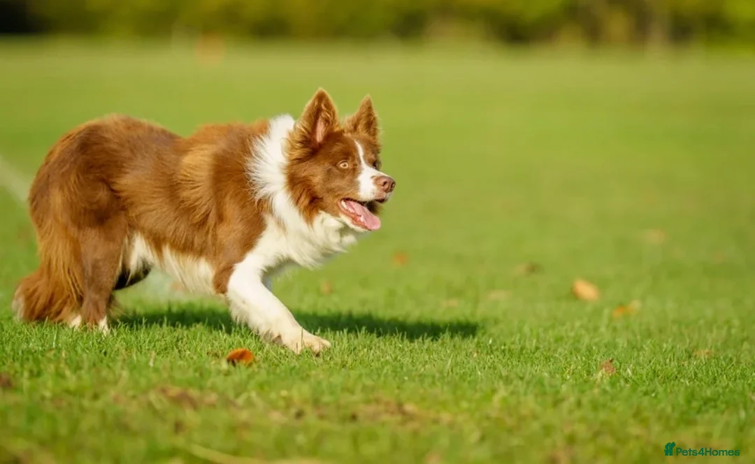 Border Collie dogs for sale: Exceptional Border collie pups  - Advert 6