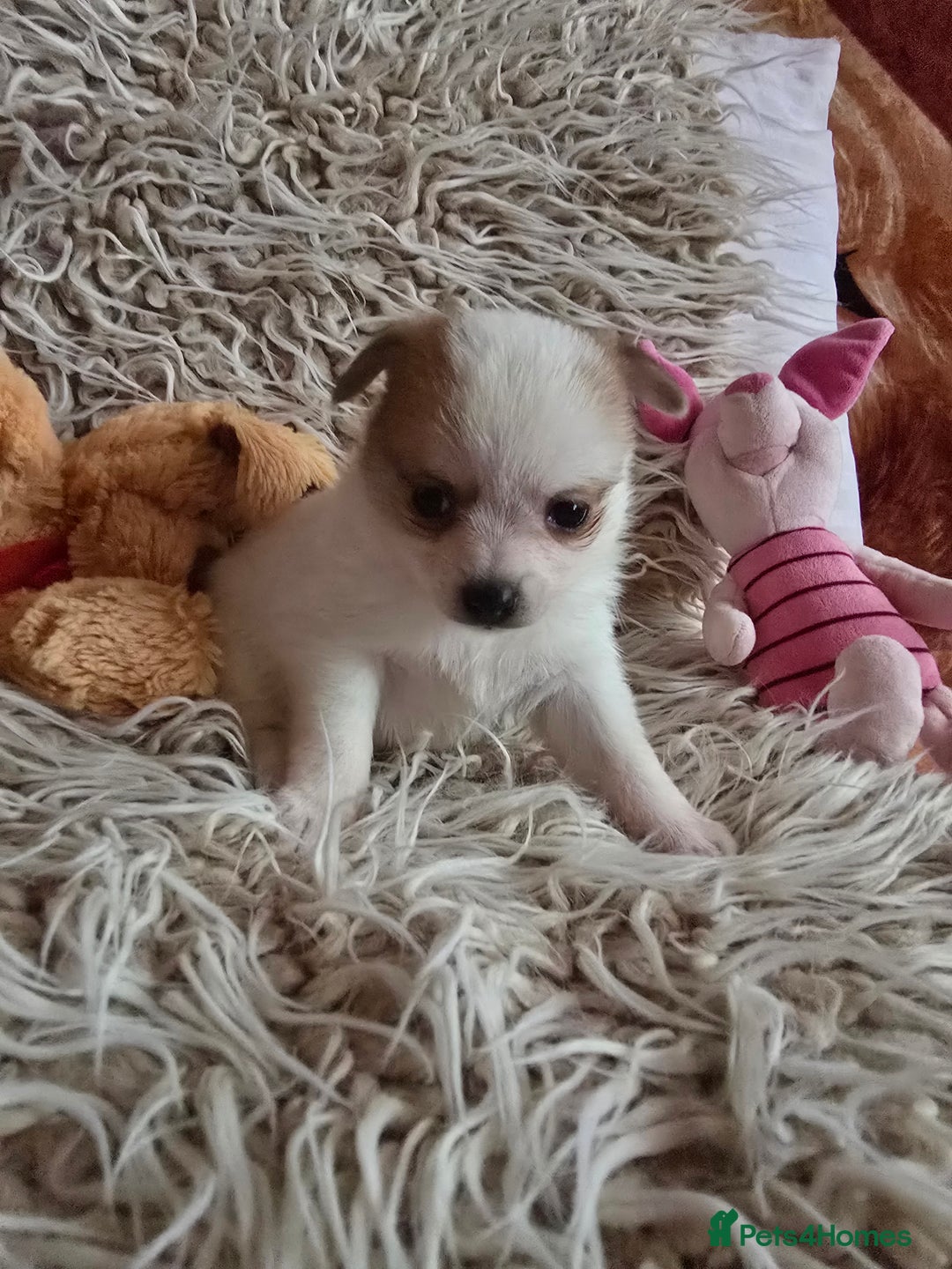 Pomchi dogs for sale: Beautiful Pomchi Puppy's ❤️  - Advert 25