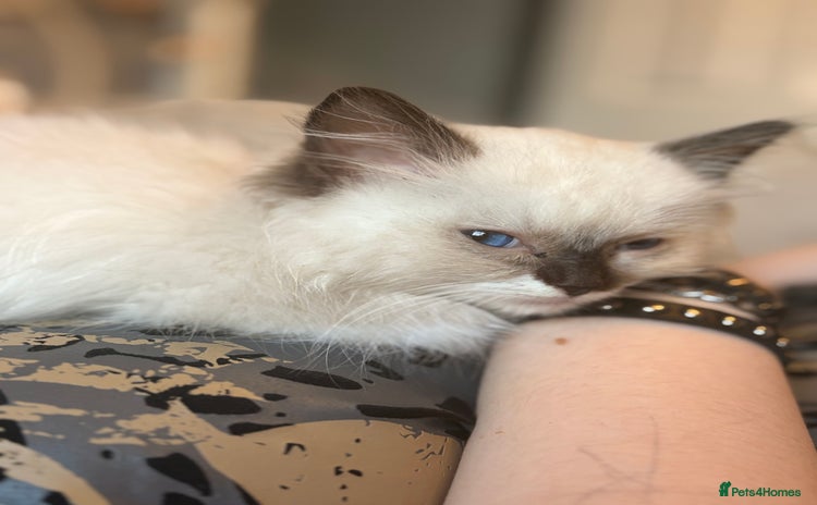 Ragdoll cats - Advert 4