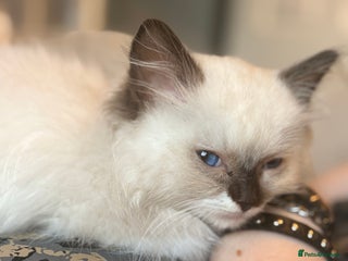 Ragdoll cats - Advert 17