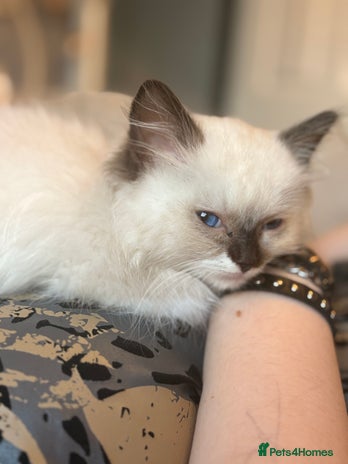 Ragdoll cats - Advert 4