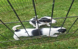 Jack Russell dogs for sale: Puppies  - Image 5