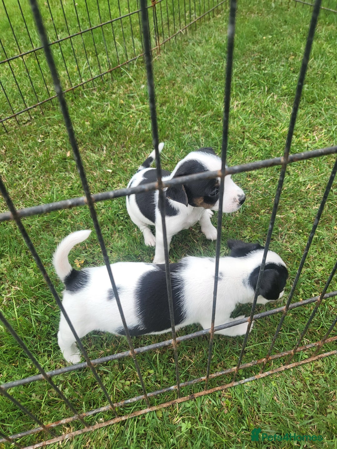 Jack Russell dogs for sale: Puppies  - Image 5
