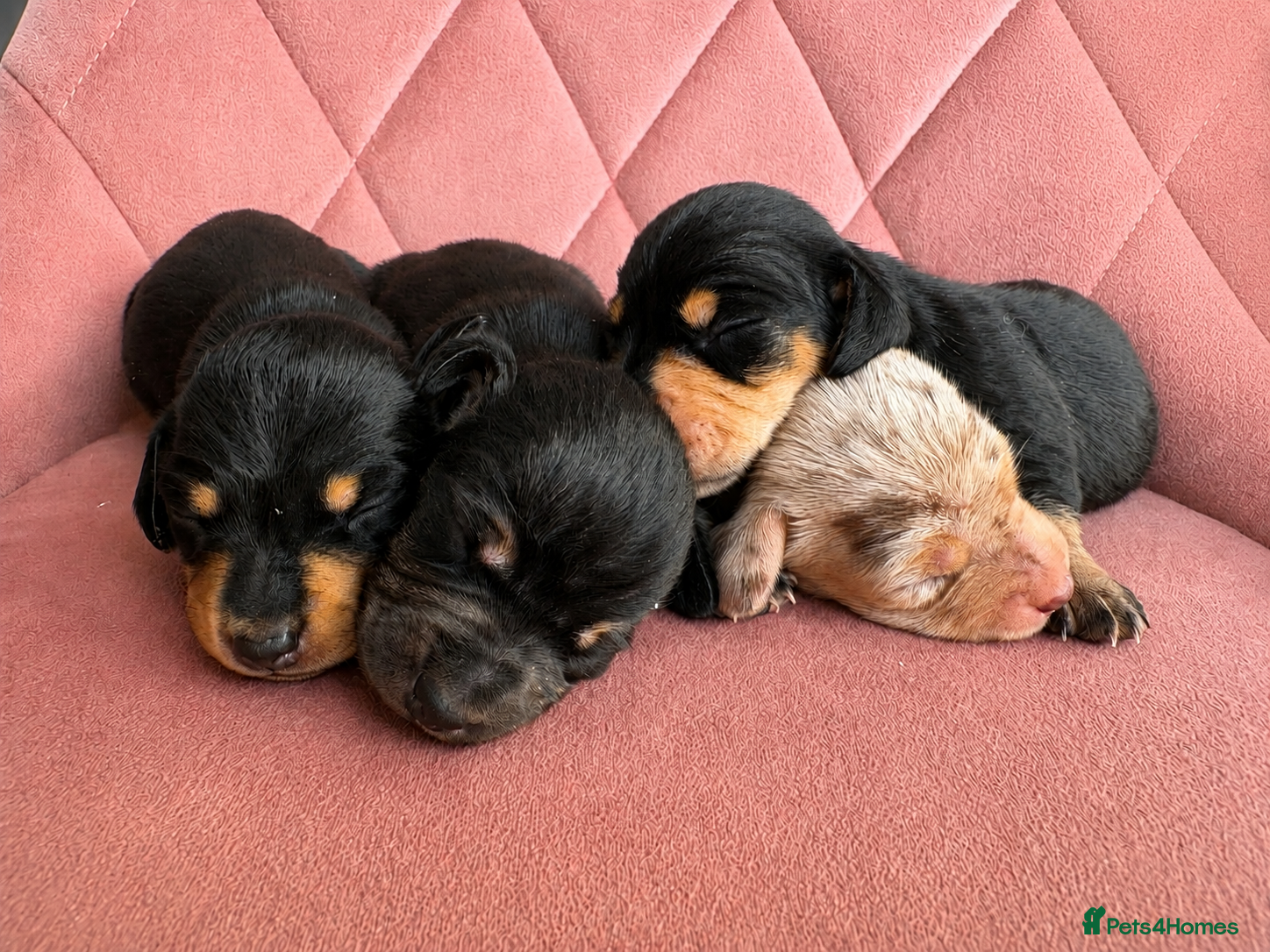 Miniature Dachshund dogs ✨ Adorable Litter of Miniature Daschund Puppies - Advert 15