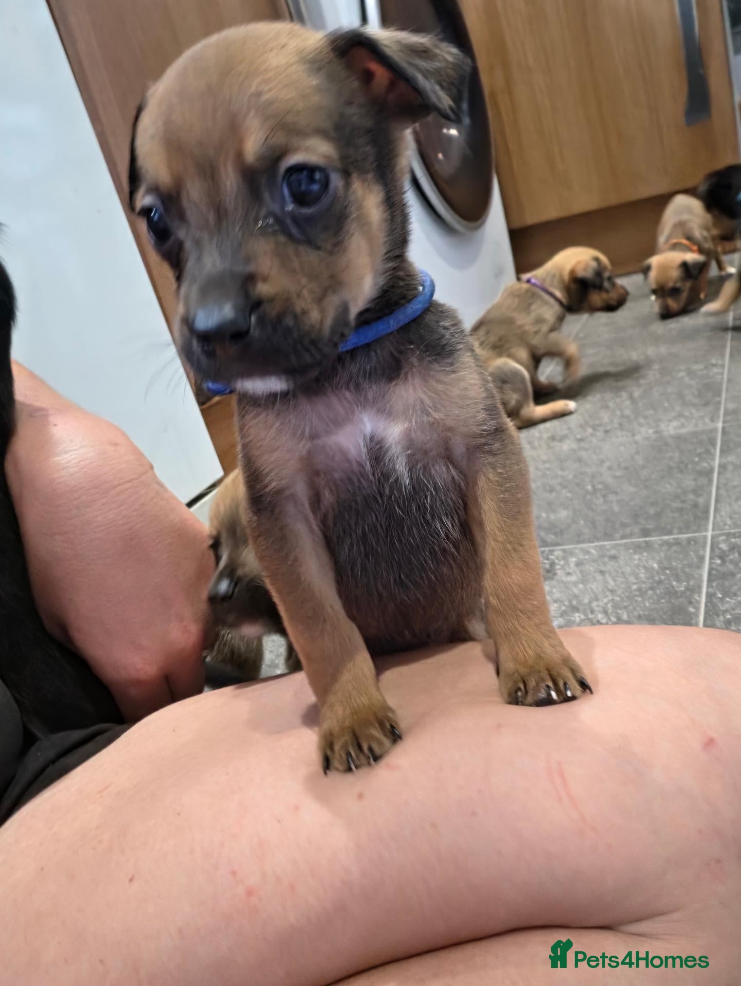 Mixed Breed dogs Rottweiler x lurcher  - Advert 9