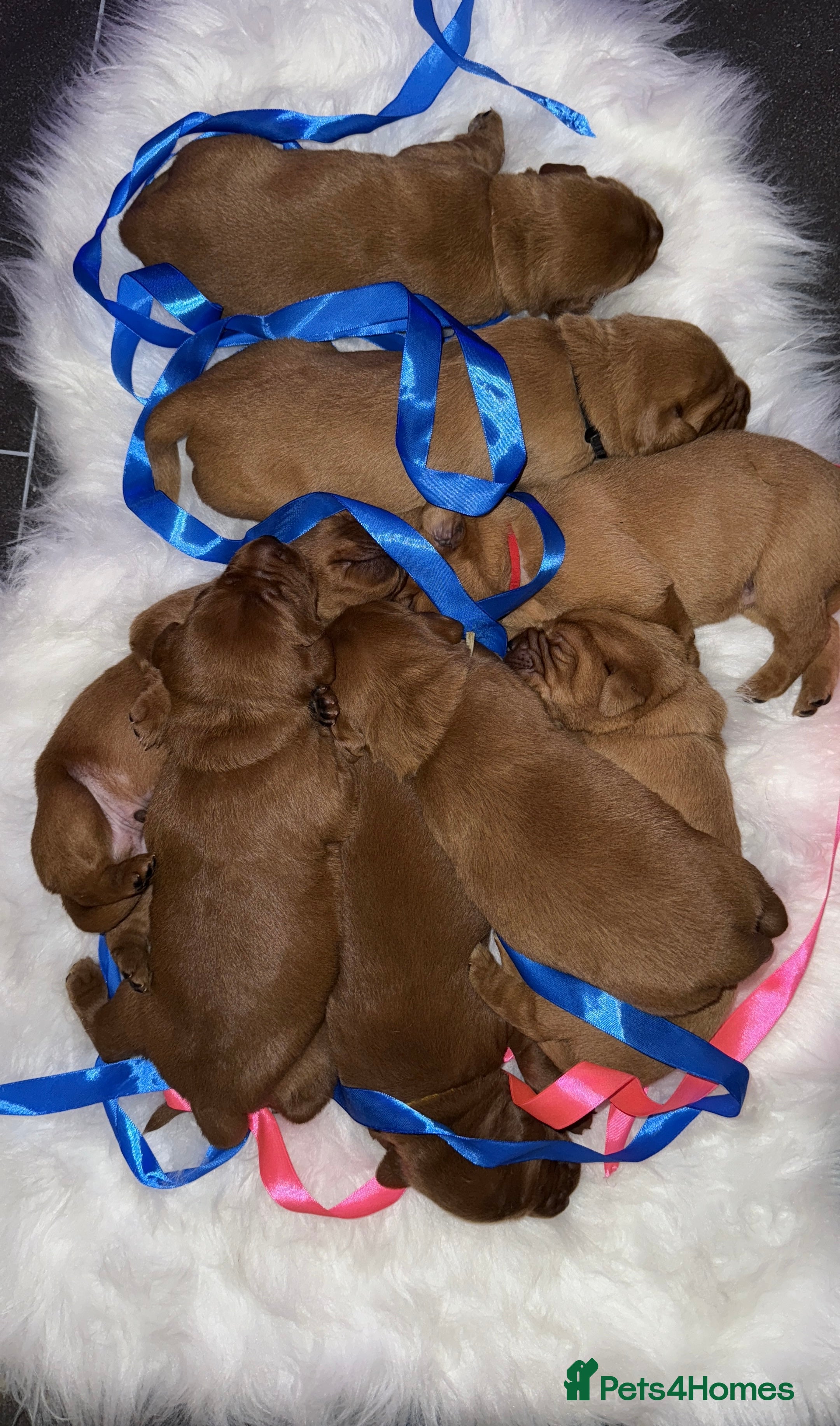 Labrador Retriever dogs Just a beautiful litter Deep reds  - Advert 10