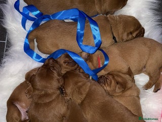 Labrador Retriever dogs Just a beautiful litter Deep reds - Advert 12