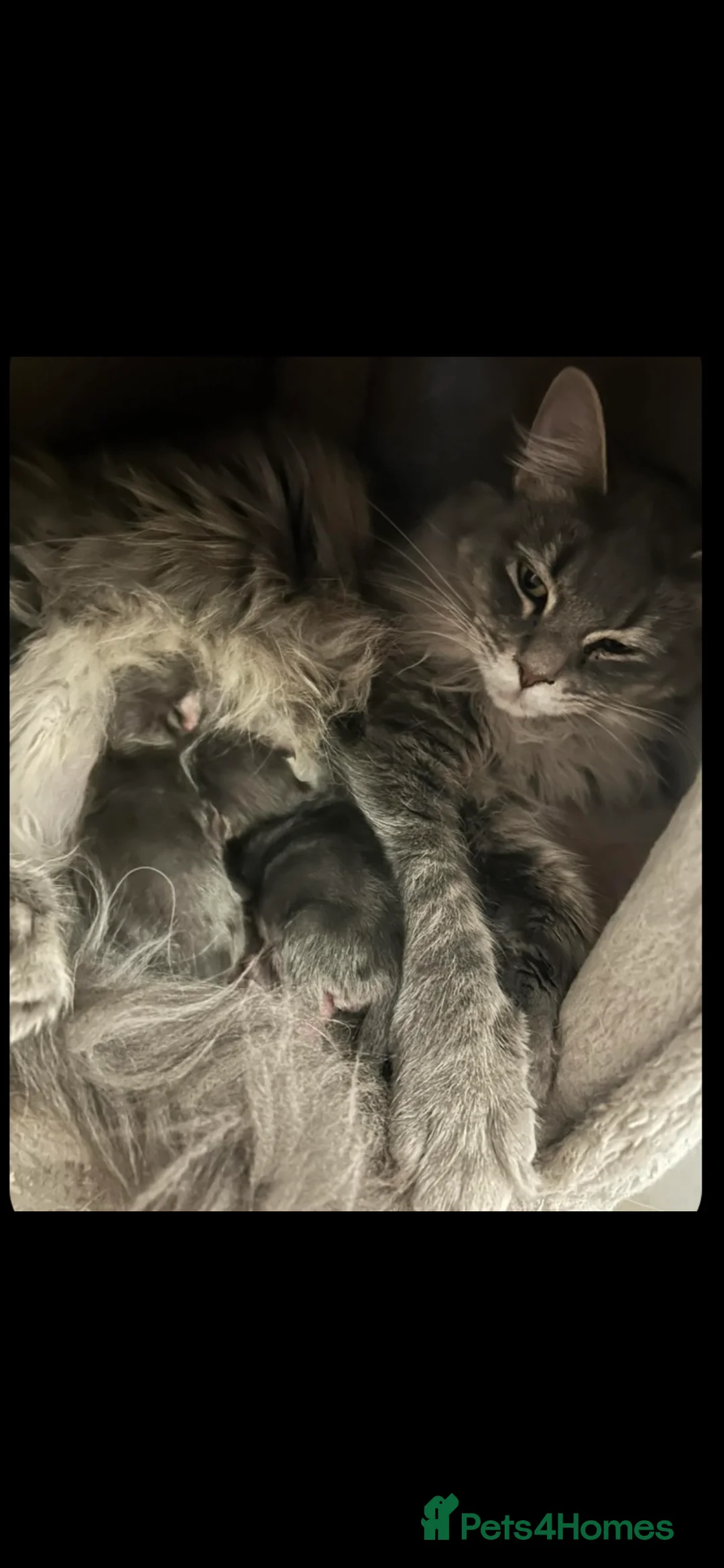 Maine Coon cats for sale: Maine Coon kitten in Manchester - Advert 1