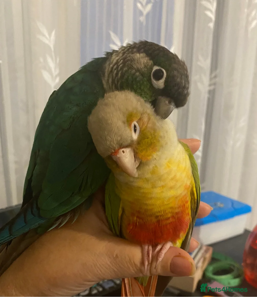 Conures birds for sale: Green Cheek Conures looking for new home - Advert 2