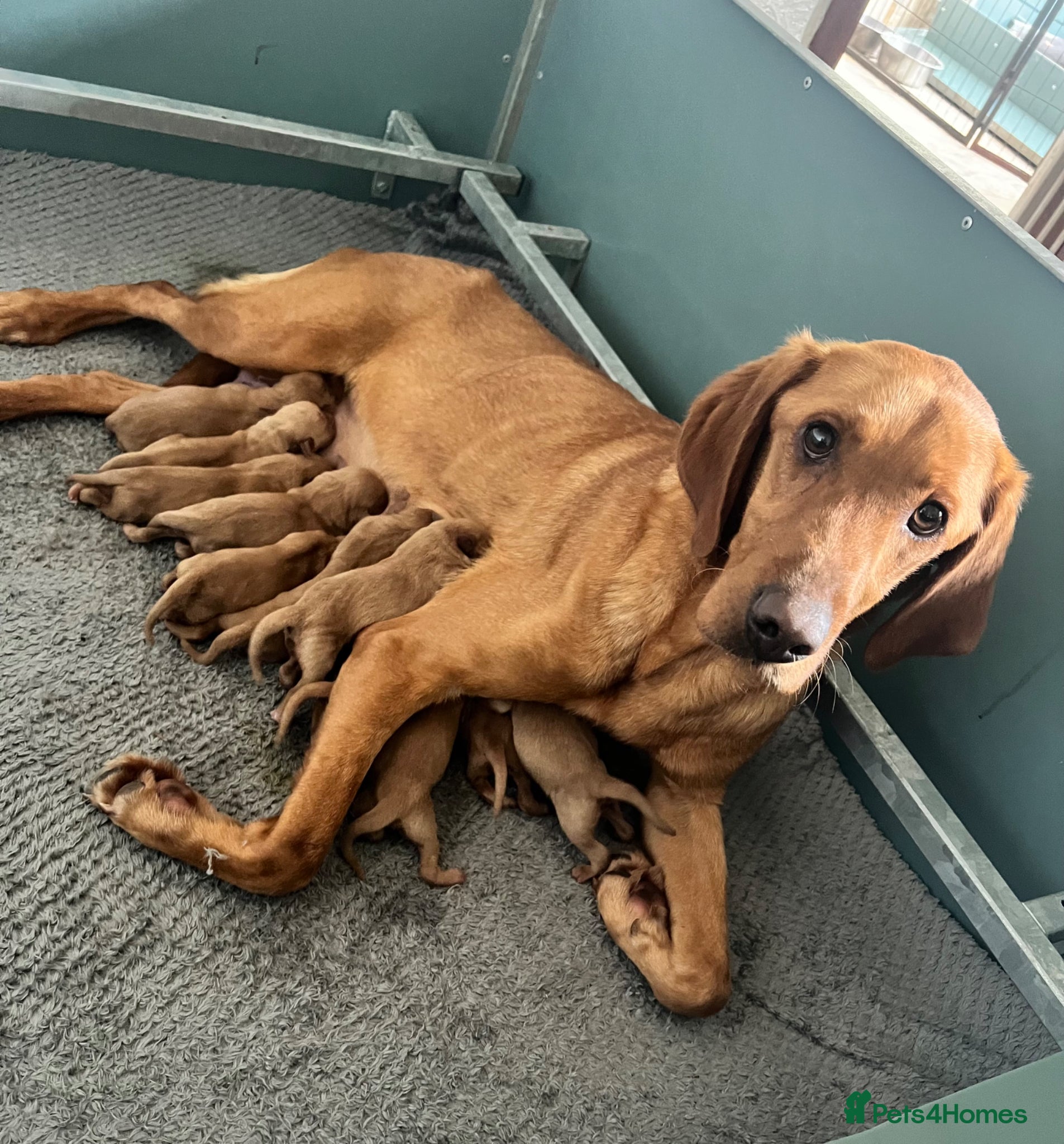 Labrador Retriever dogs SUPER DARK FOX RED LAB PUPS HEALTH TESTED PARENTS - Advert 5
