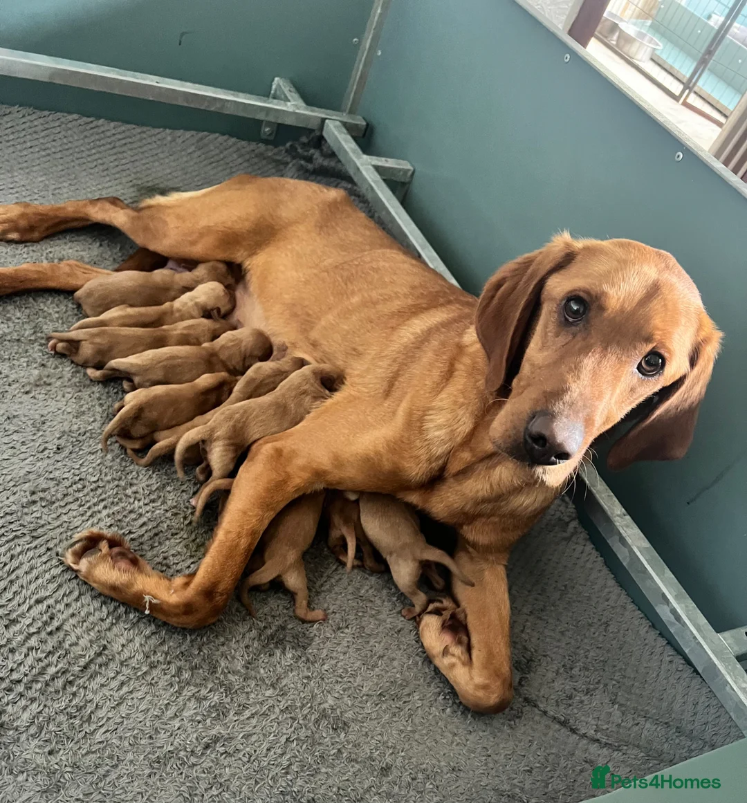 Labrador Retriever dogs for sale: SUPER DARK FOX RED LAB PUPS HEALTH TESTED PARENTS - Advert 1