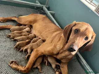 Labrador Retriever dogs SUPER DARK FOX RED LAB PUPS HEALTH TESTED PARENTS - Advert 5
