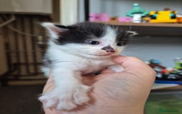 Mixed Breed cats for sale: 6 Beautiful kittens  - Image 7