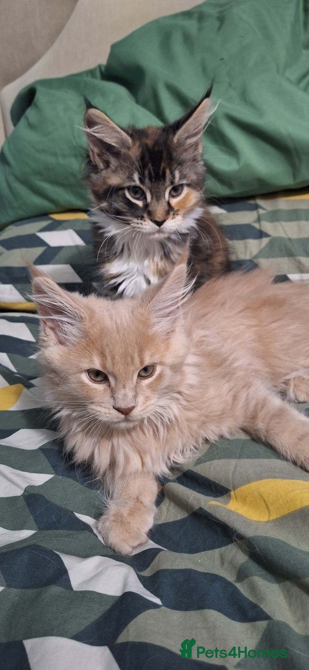 Maine Coon cats for sale: 😻 Ready Now 😻 Fluff Playful Maine Coon Kittens😻 - Advert 14