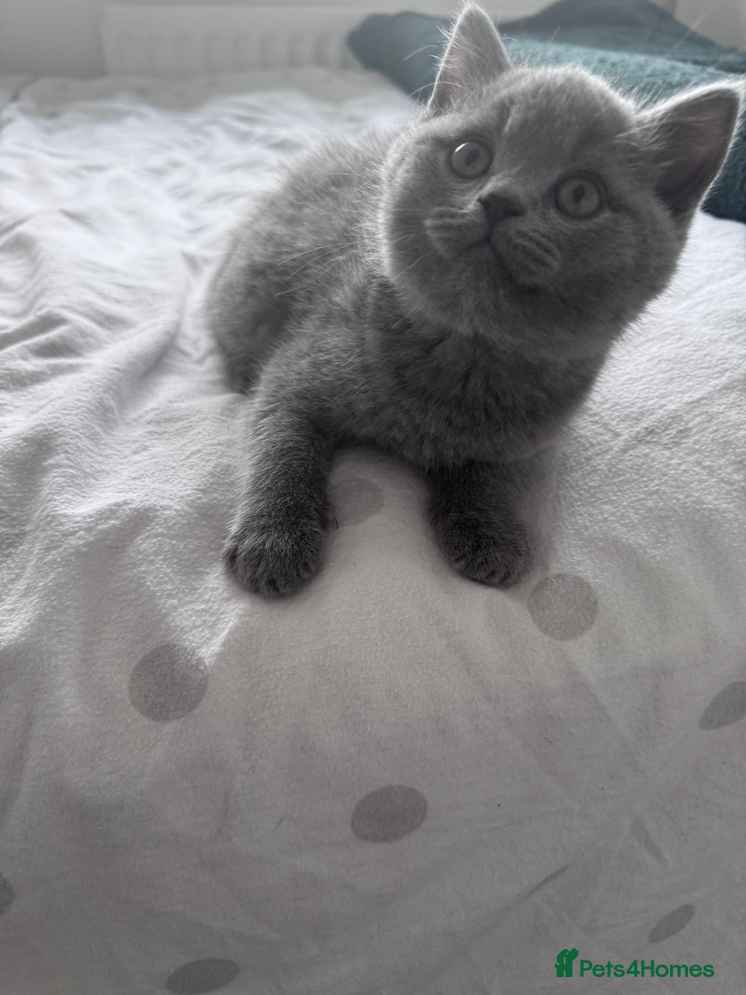 British Shorthair cats for sale: British shorthair kittens 🐈‍⬛ - Advert 35