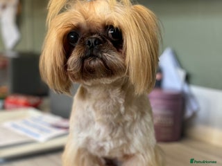 Shih Tzu dogs in Crewe - Advert 3