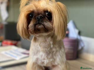 Shih Tzu dogs Imperial Shih Tzu STUD ONLY in Crewe - Advert 18