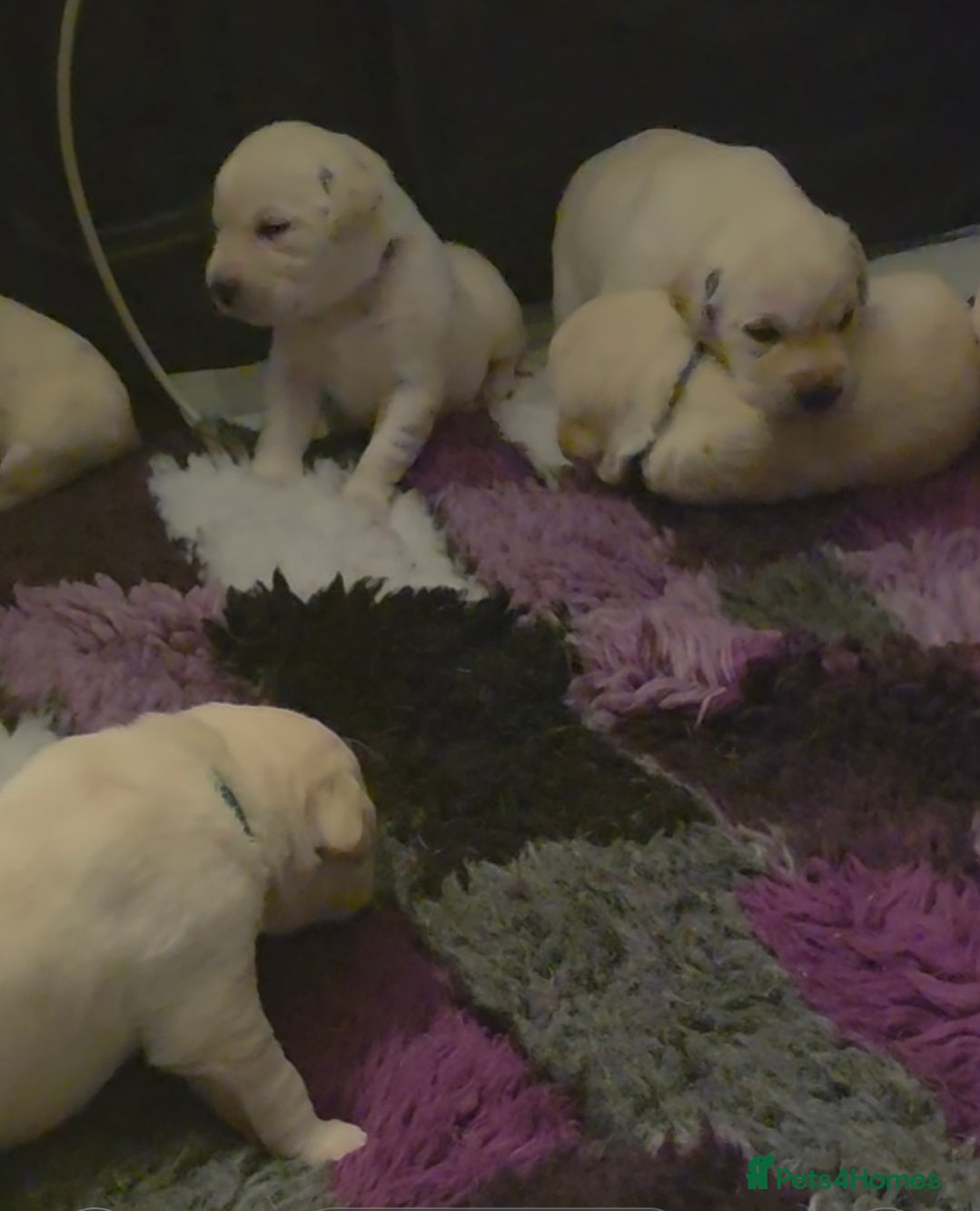 Labrador Retriever dogs Stunning golden labrador pups from strong lines   - Advert 10