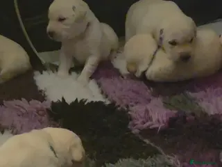 Labrador Retriever dogs Stunning golden labrador pups from strong lines - Advert 10
