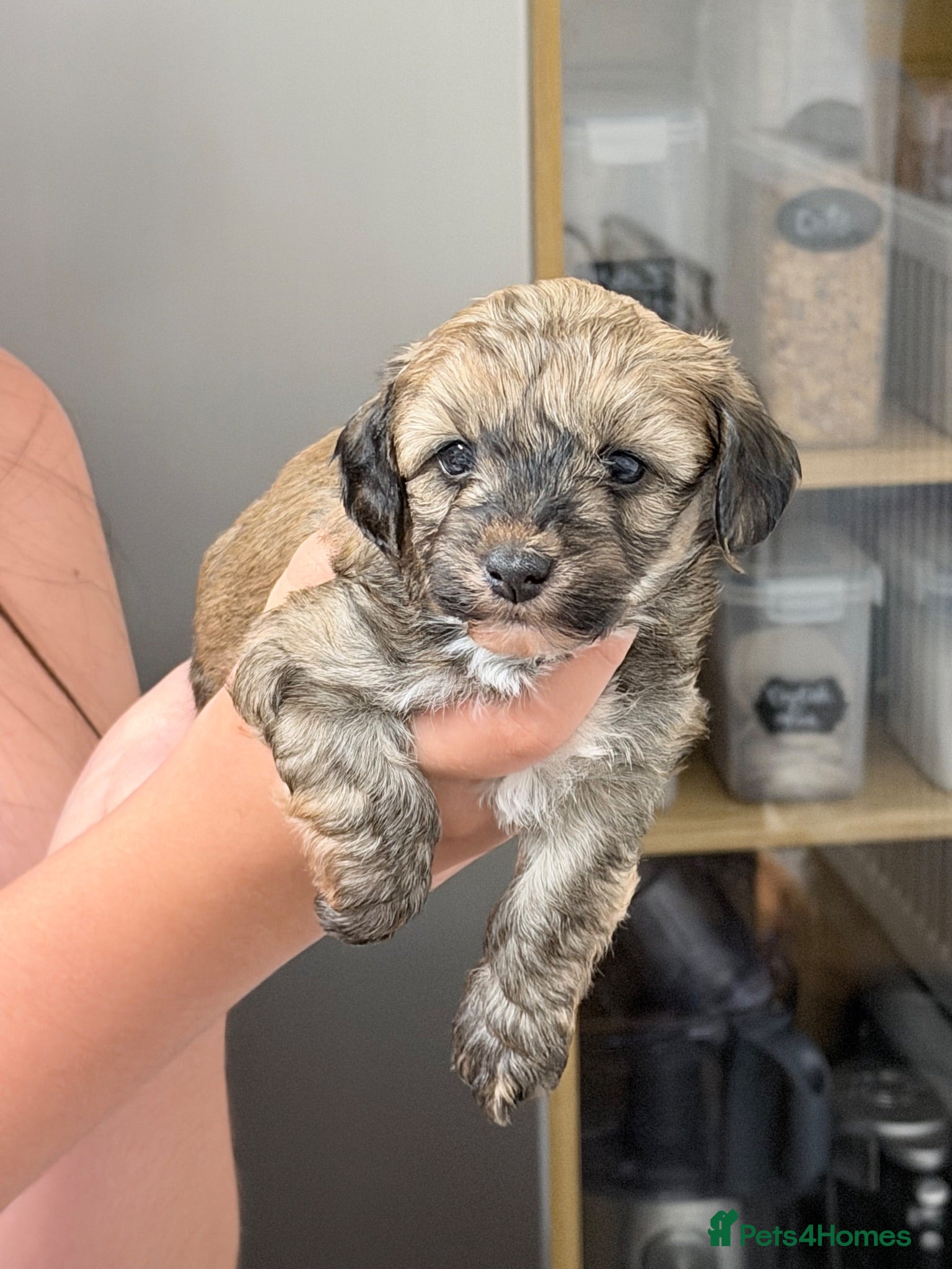 Mixed Breed dogs Havanese x Poochon mix pups - Advert 6