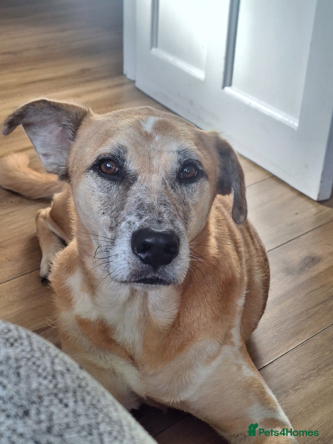 Mixed Breed dogs for sale: Fluffy, golden boy  - Image 14
