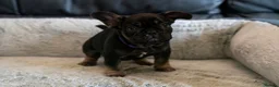 French Bulldog dogs for sale: Beautiful littler of KC French Bulldog Puppies. - Advert 3