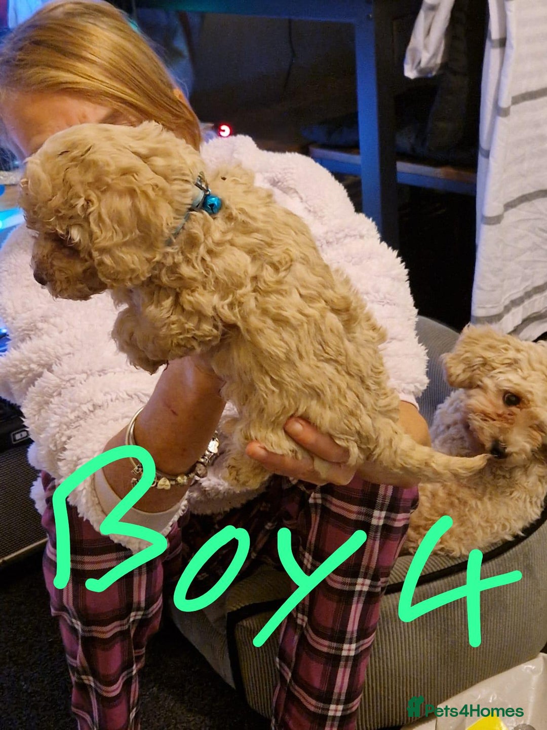 Cavapoo dogs for sale: Kavapoo - Advert 9