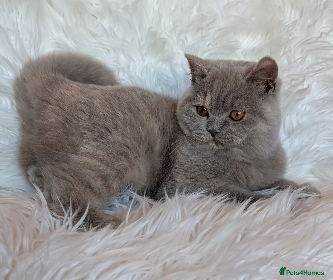 British Shorthair cats for sale: Gorgeous lilac tortie girl please read advent  - Advert 6
