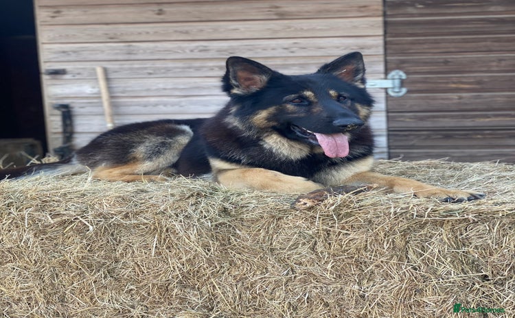 German Shepherd dogs - Advert 1