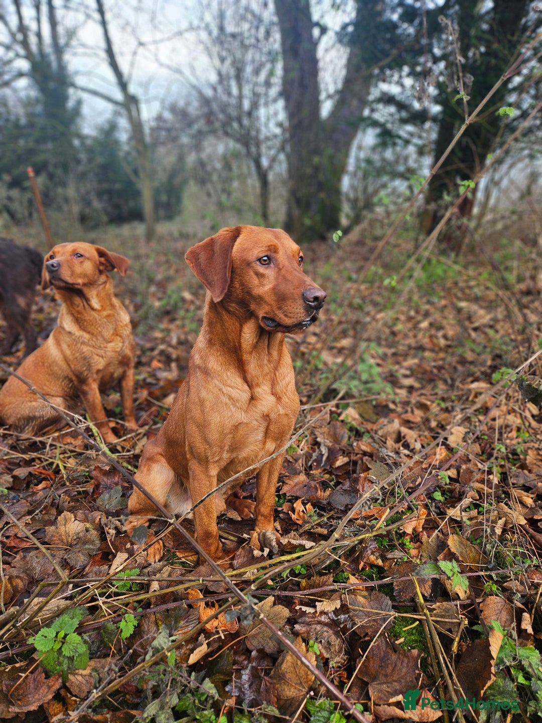 Labrador Retriever dogs for stud: Health tested- Kc registered Fox Red Labrador for  in York - Image 1