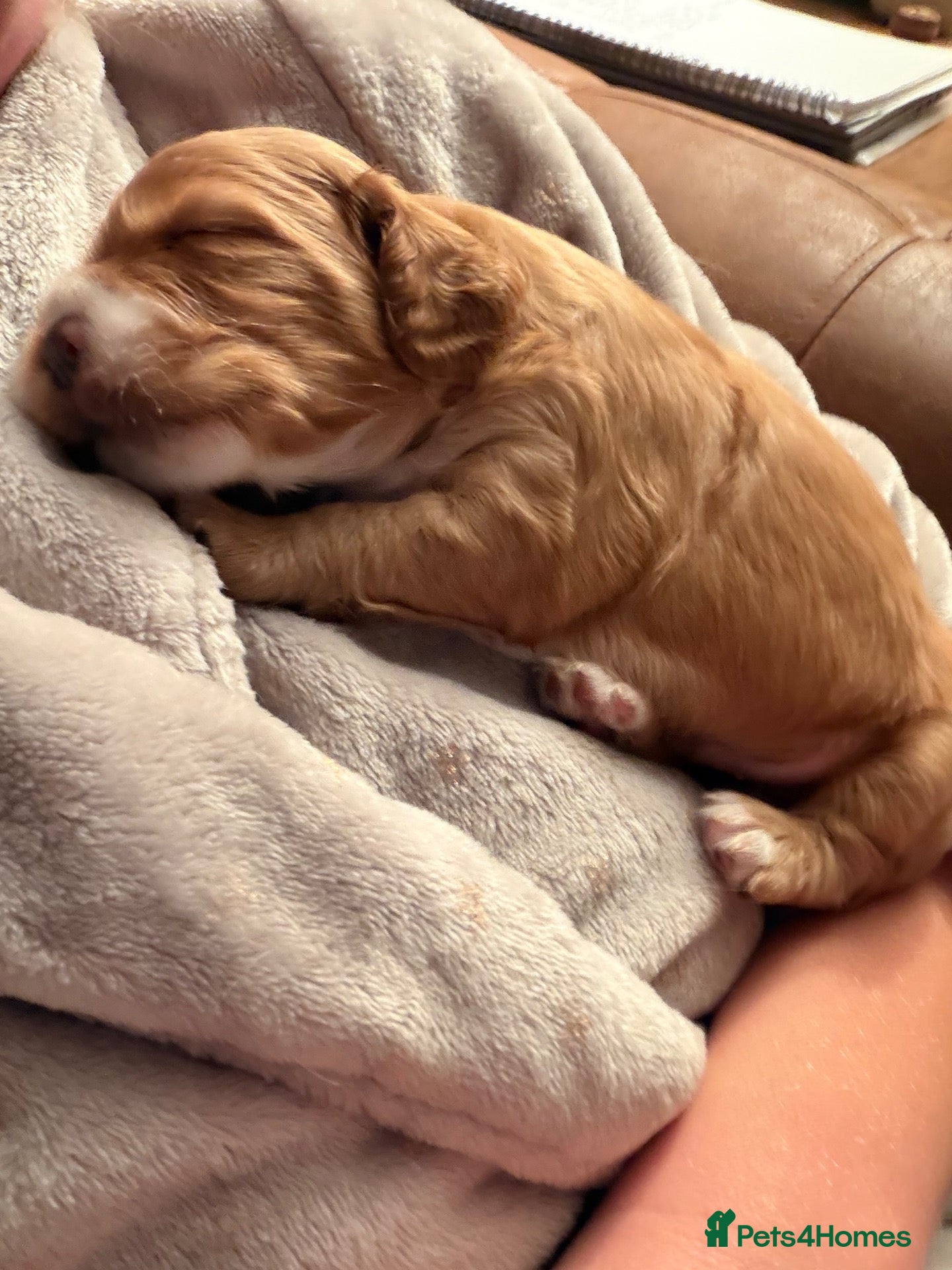 Cocker Spaniel dogs KC registered cocker spaniel puppies for sale - Advert 2