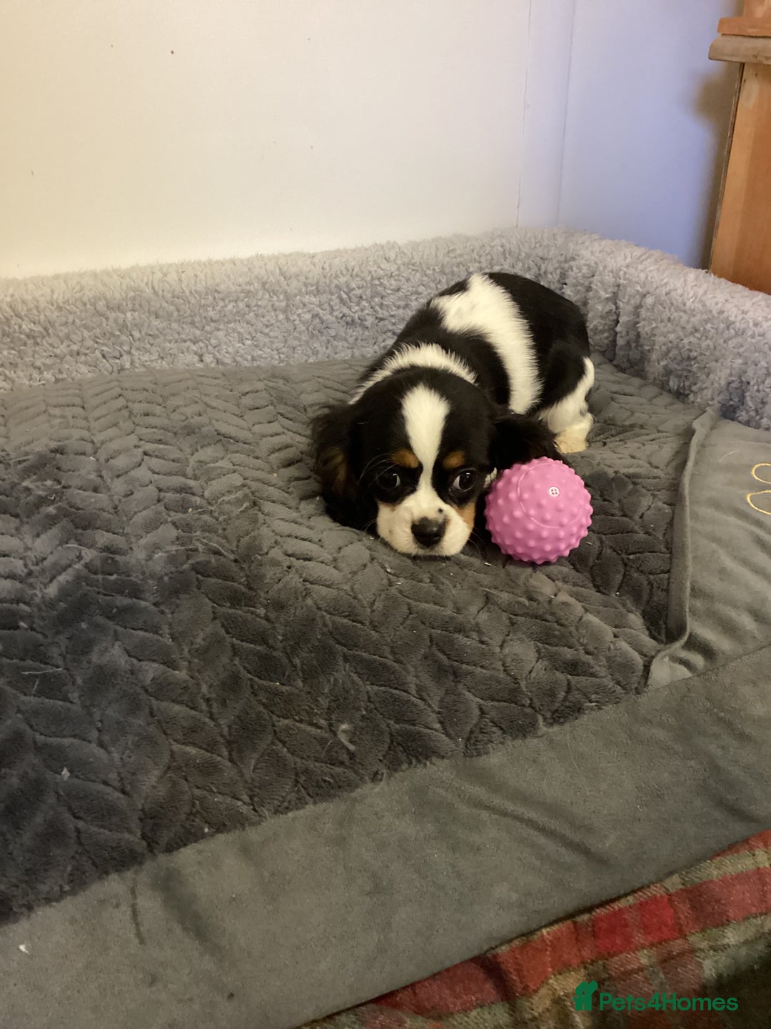 Cavalier King Charles Spaniel dogs for sale: Cavalier King Charles  - Advert 9