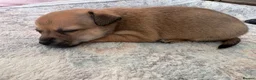 Mixed Breed dogs for sale: Beautiful litter of four happy healthy Pomchis in Banstead - Advert 3