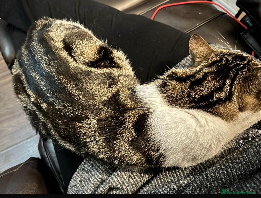 Mixed Breed cats for sale: Maisie the cat looking for loving home  - Advert 5