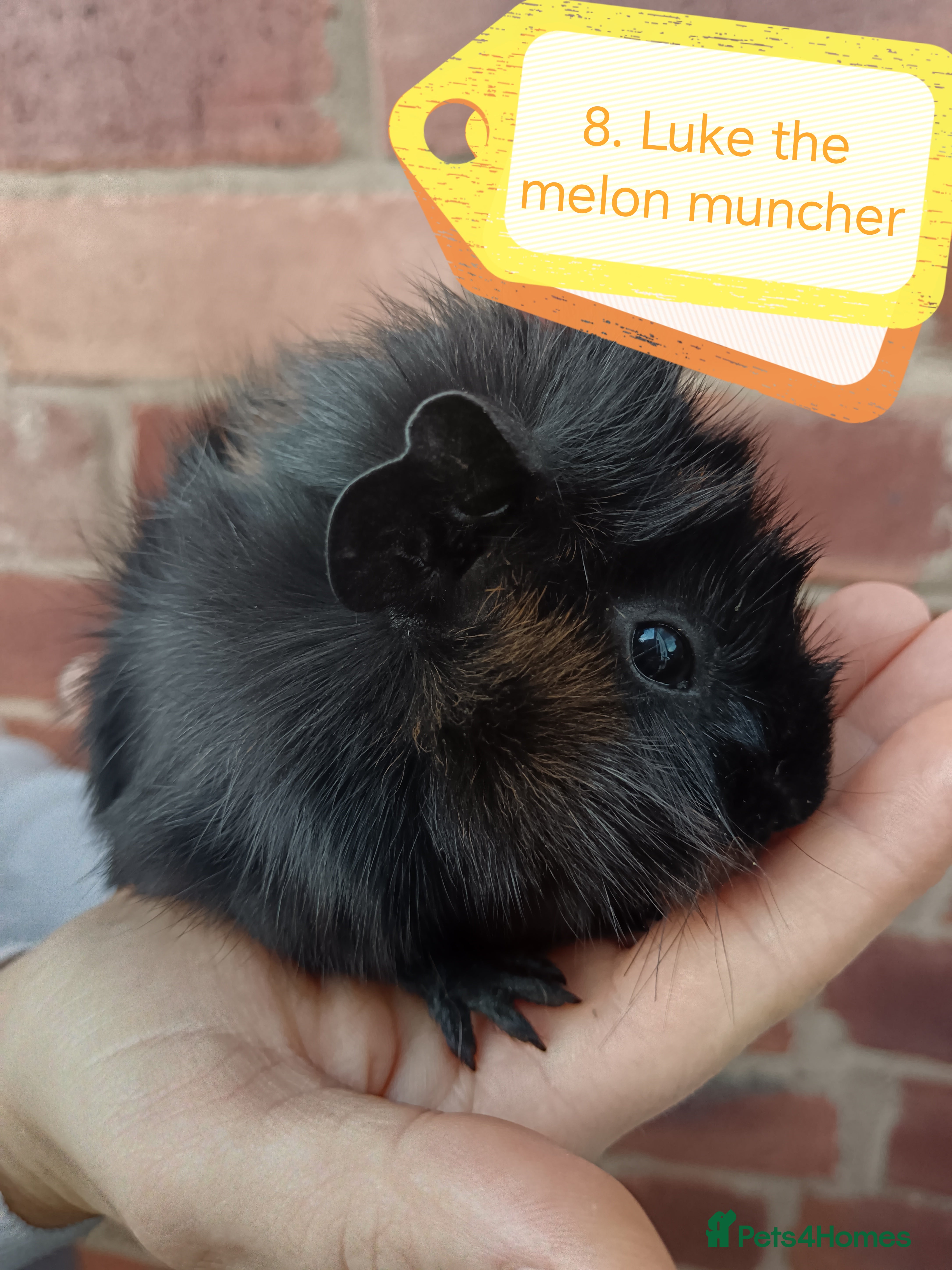 Guinea Pig rodents ♥️ Beautiful Abyssinian boy guinea pigs ♥️ - Advert 21