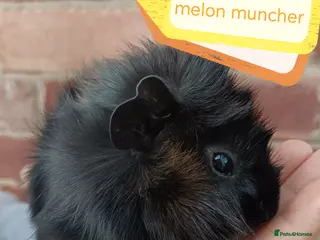 Guinea Pig rodents ♥️ Beautiful Abyssinian boy guinea pigs ♥️ - Advert 21
