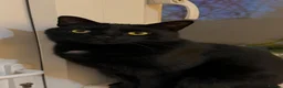 Mixed Breed cats for sale: Male house cat for Sale - Advert 3