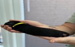 German Shepherd dogs for sale: German Shepherd Puppies  - Image 23