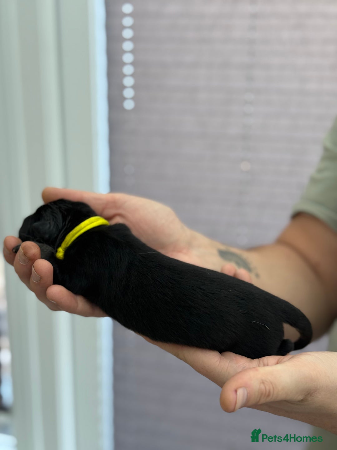 German Shepherd dogs for sale: German Shepherd Puppies  - Image 23