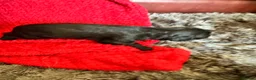 Cockapoo dogs for sale: Stunning cockapoo puppies  - Advert 18