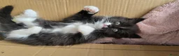 Ragdoll cats for sale: Cross ragdols - Advert 1
