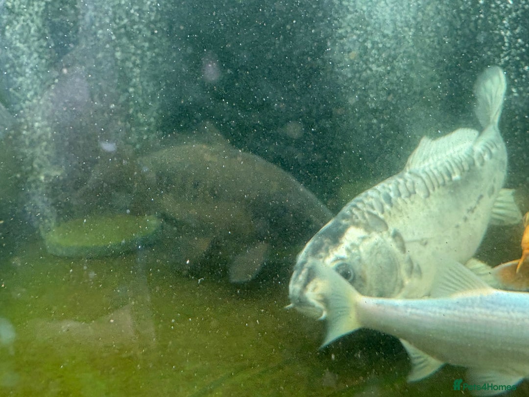 Other/Mixed Breed fish for sale: Koi carp, orphs, mirror carp - Image 5