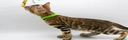 Bengal cats for sale: Stunning TICA Registered Bengal Kittens - Advert 30