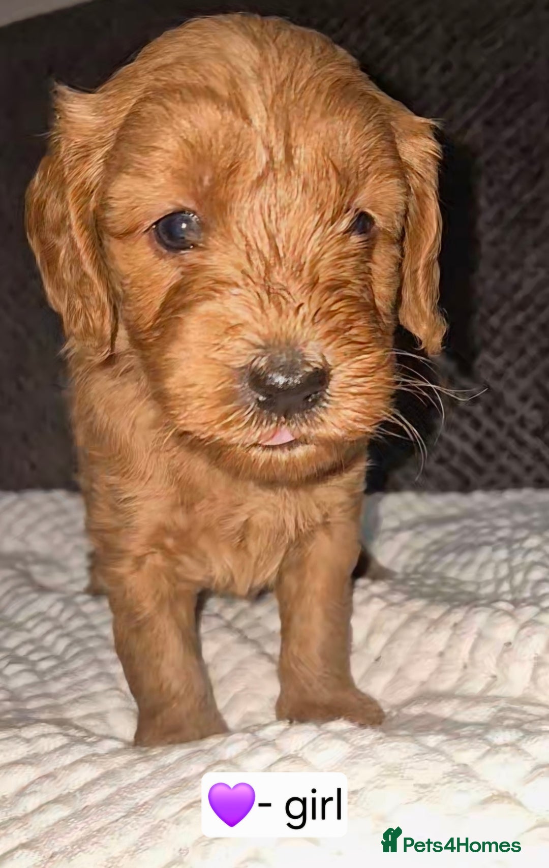 Goldendoodle dogs for sale: Stunning F1B GoldenDoodle- health tested parents  - Advert 4