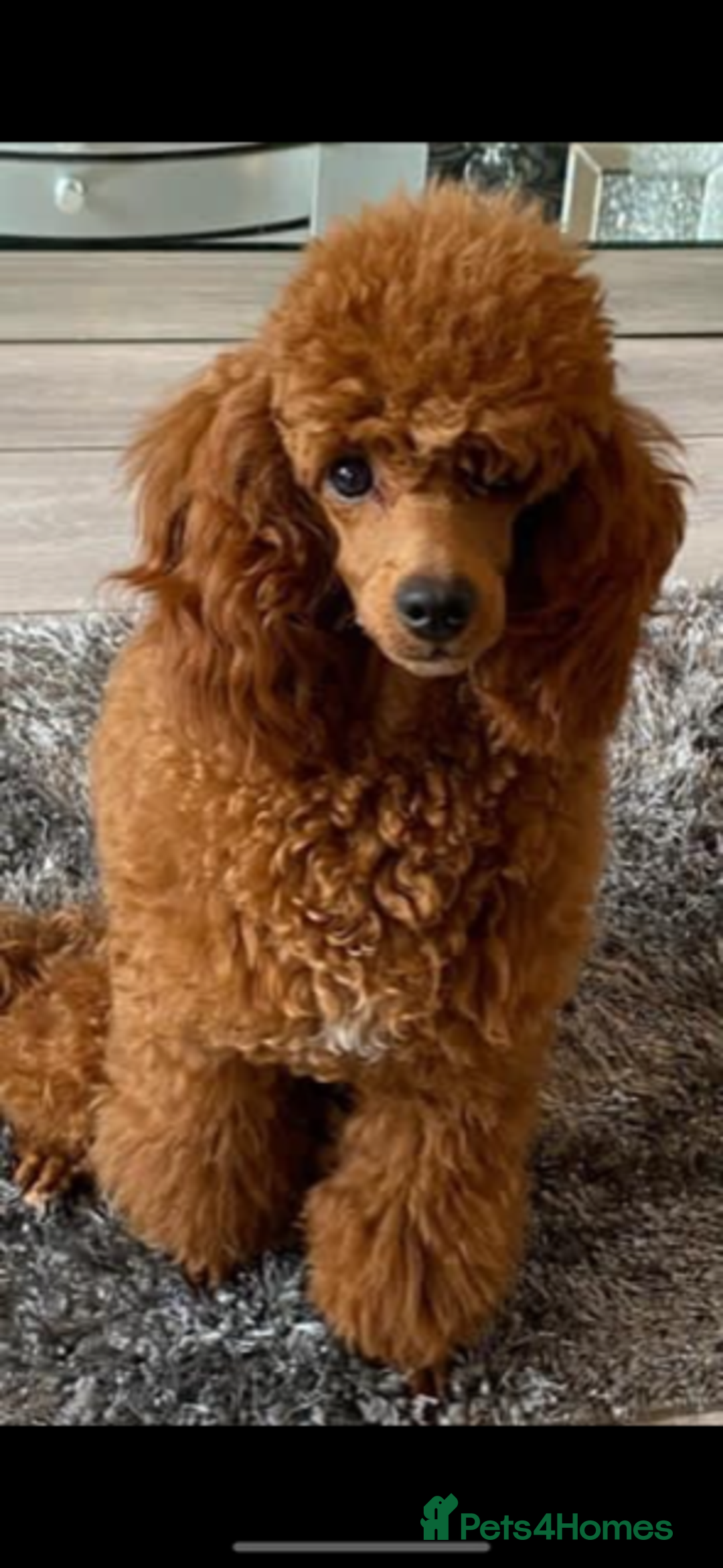 Cockapoo dogs for sale: RED COCKAPOO’s (toy size from show spaniel lines ) - Advert 4